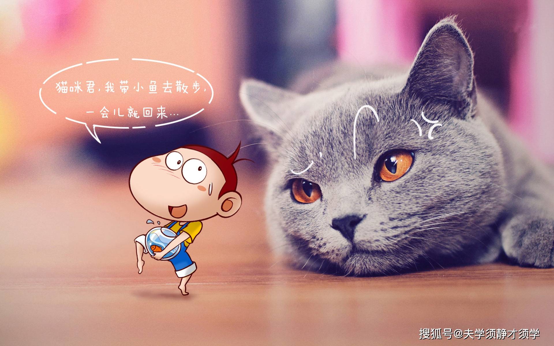 最新猫咪歌曲，探索猫界音乐的新纪元