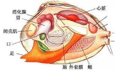 最新解剖结果揭示，探索未知领域的突破与发现