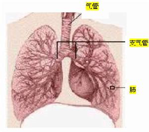 肺炎状况最新概述