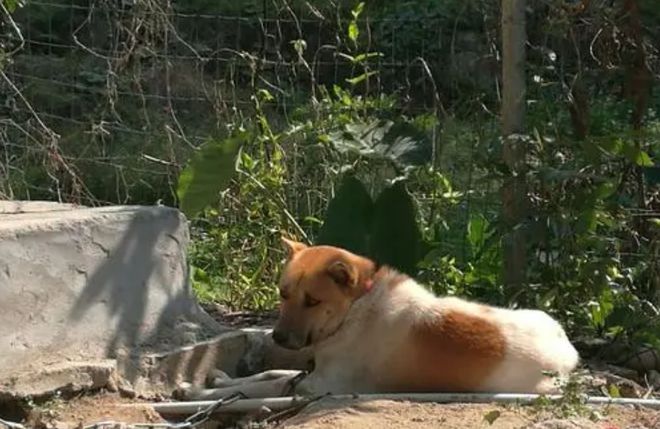 恶犬与最新牛仔，城市与乡村的冲突与和谐