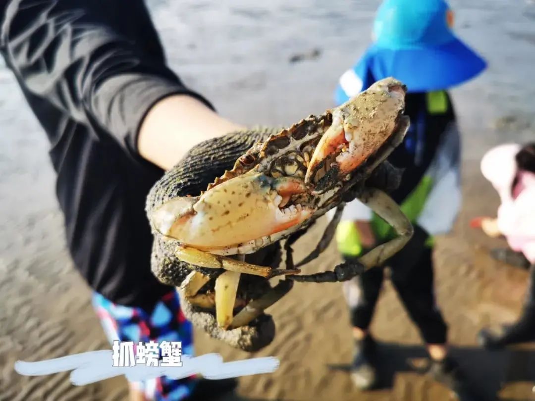 最新大熊赶海之旅，探索海洋的奇妙之旅