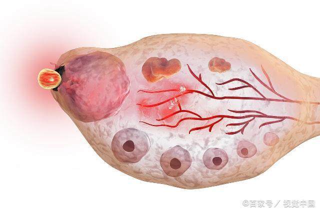 卵子每月排几个，深入了解女性生育机制