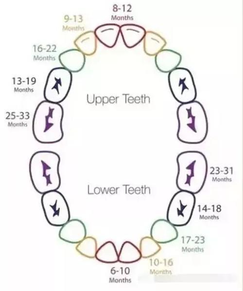 婴儿长牙齿的时间及其成长过程解析