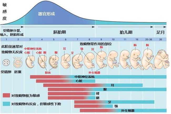 怀孕周数与月份转换，如何计算25周是几个月？