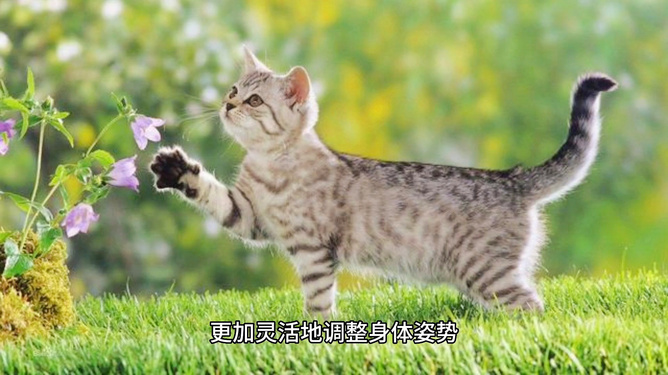 猫咪的成长历程，几个月出窝的奥秘