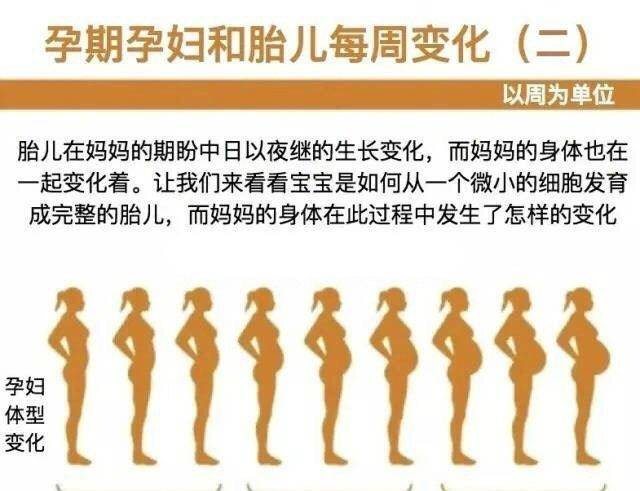 孕10周，从周数到月数的转换之旅