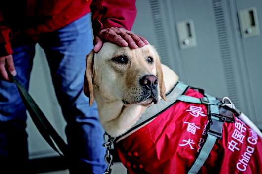 广东省湛江训犬学校，培育专业训练素质的摇篮