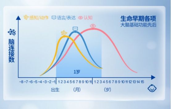 宝宝大脑发育的关键期，几个月内大脑发育迅速