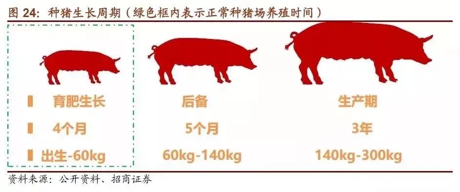 肉猪的出栏时间与生长因素解析