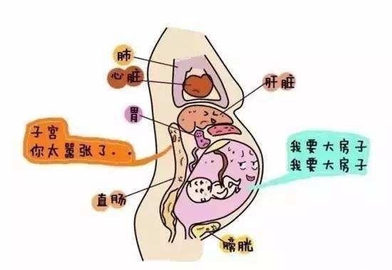 孕六个月肚子疼的探究