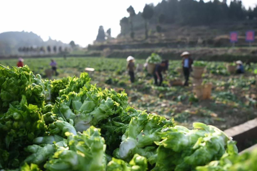 广东省食品抽检，保障民众餐桌安全的必要举措