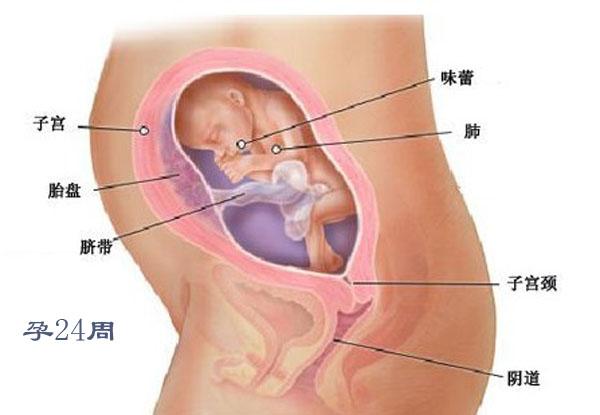 孕四个月胎儿图，揭示胎儿成长奥秘