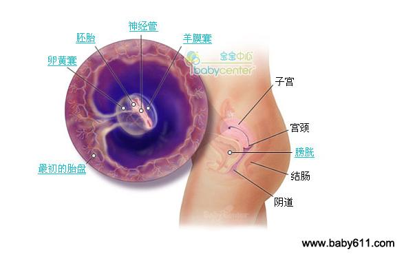 胎儿成型的时间，深入了解与关注