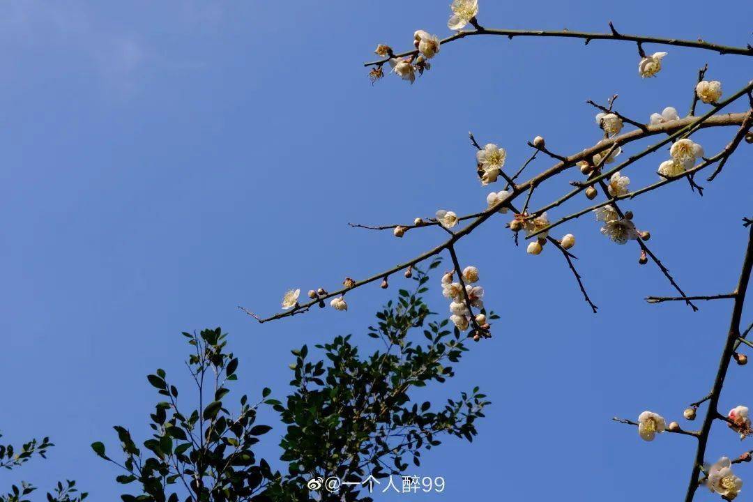 广东省汕头市梅花，绽放的自然之美与文化韵味