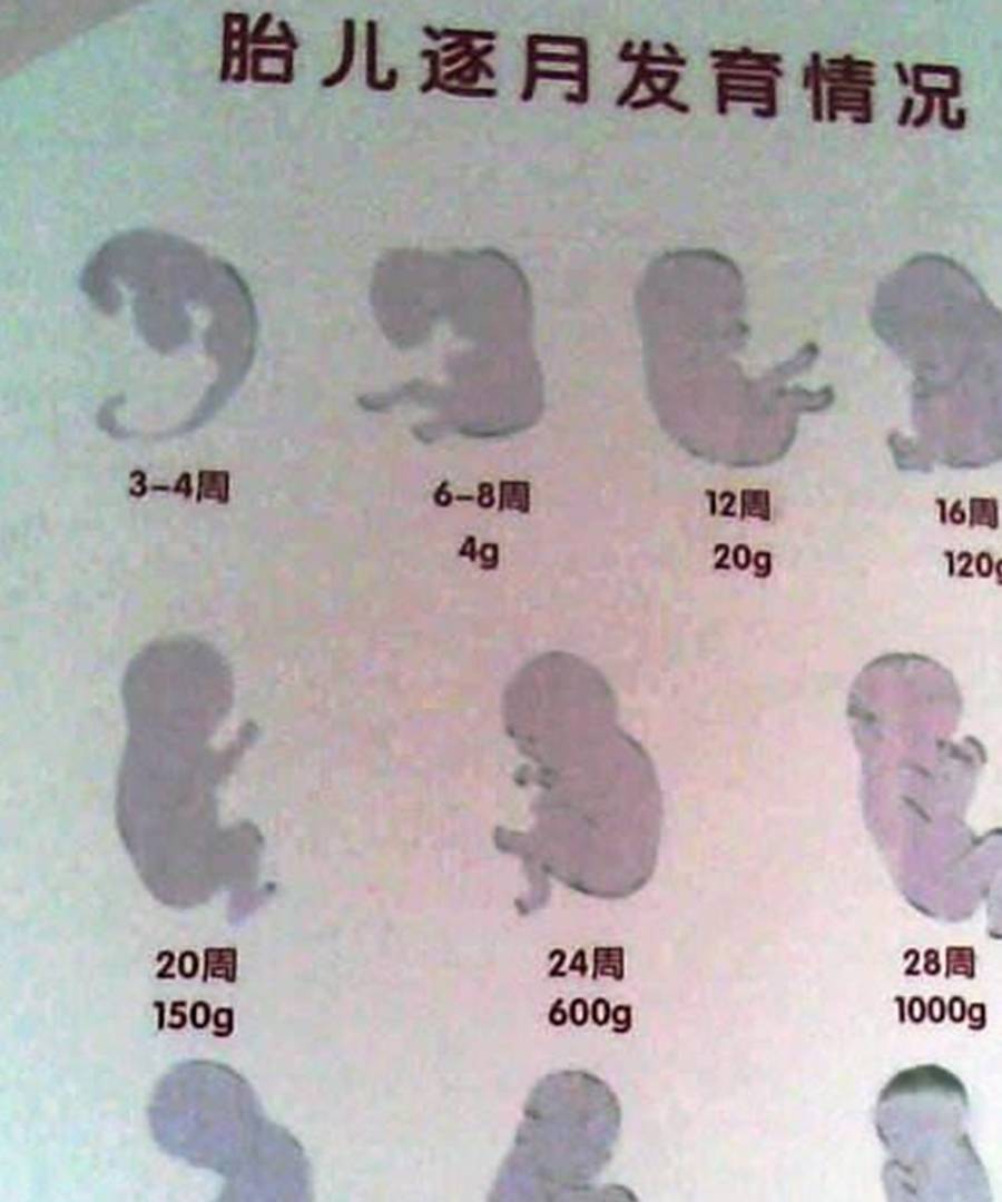 怀胎十一个月的说法，历史、文化与科学的交织