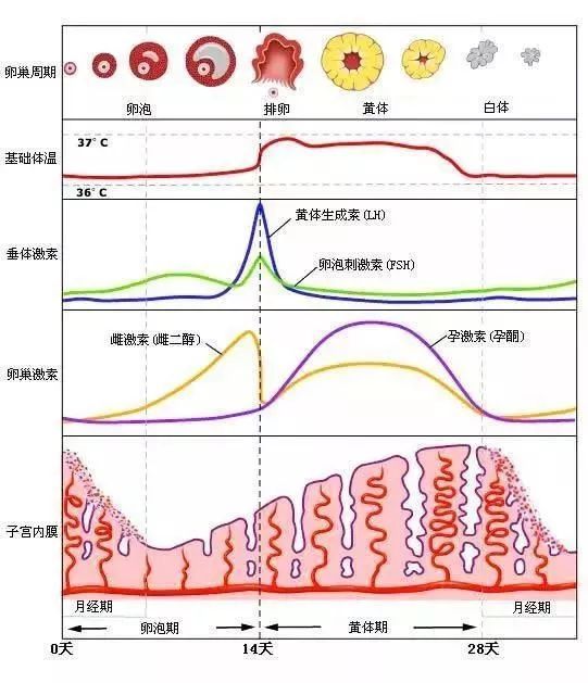 揭秘月经每月提前的原因，探寻背后的生理机制与健康影响