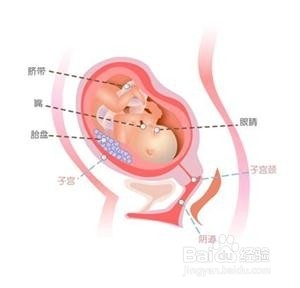 孕七个月的胎儿图，探索胎儿的成长奇迹