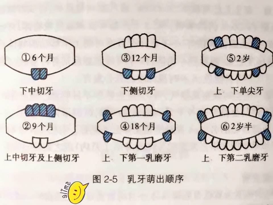 最晚几个月长牙，宝宝牙齿生长的时间表与关注重点