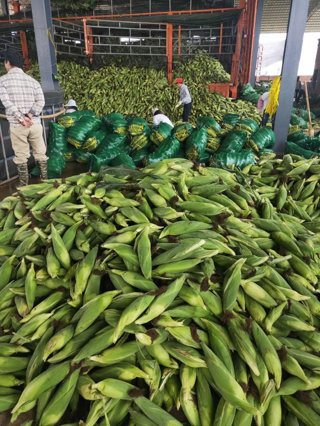 八个月宝宝水果饮食指南，吃什么水果最好？